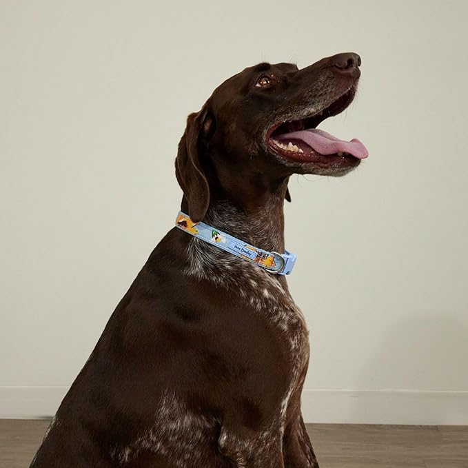Vera Bradley Women's Recycled Lighten Up Water-repellent Adjustable Pet Collar, Sunflower Sky, Medium