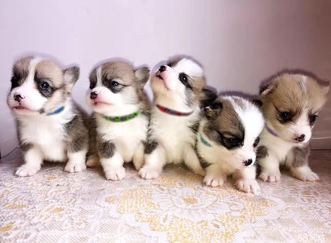 YOY 12 pcs/Set Soft Nylon Puppy Whelping ID Collars - Adjustable Reusable Washable Baby Dog ID Bands Pet Identification for Breeders, Neck 8" - 13"