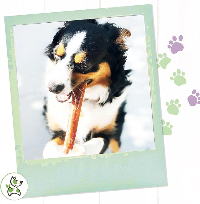 Nature Gnaws Bully Sticks for Large Dogs - Premium Natural Beef Dental Bones - Thick Long Lasting Dog Chew Treats for Aggressive Chewers - Rawhide Free - 12 Inch (10 Count)