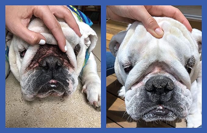 Squishface Wrinkle Wipes – 5”x7” Large Dog Wipes - Deodorizing, Tear Stain Remover – Great for English Bulldog, Pugs, Frenchie, Bulldogs, French Bulldogs & Any Breed! (80 Count)