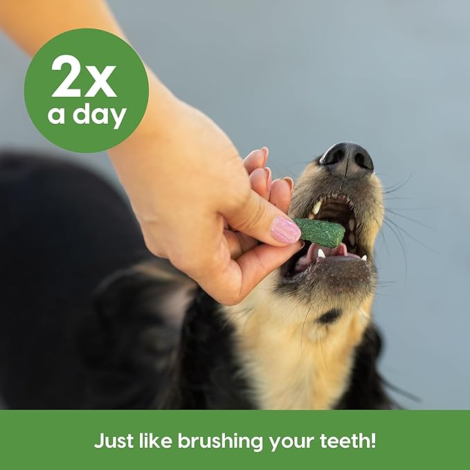 ARK NATURALS Brushless Toothpaste for Sensitive Gums, Dog Dental Chews for Small Breeds, Vet Recommended for Plaque, Bacteria & Tartar Control, Green, Mint, 12 Oz
