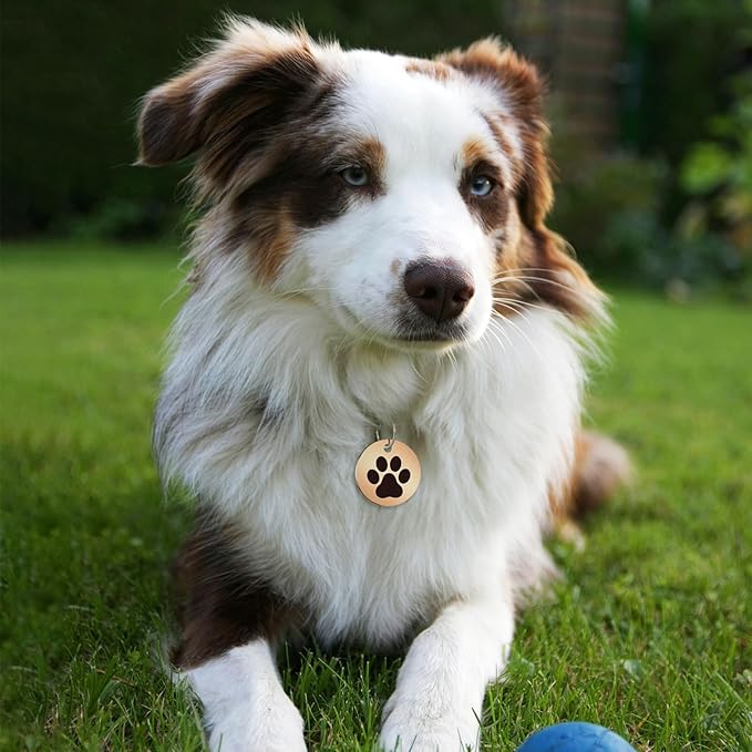 MYLUCKYTAG Stainless Steel QR Code Pet ID Tags Dog Tags - Pet Online Profile - Scan QR Receive Instant Pet Location Alert Email
