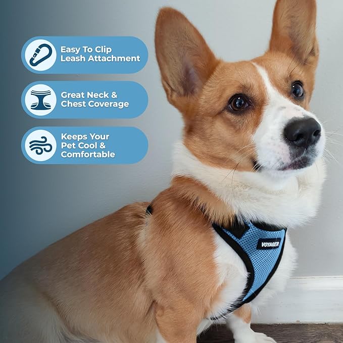 Voyager Step-in Lock Dog Harness w Reflective Dog Leash Combo Set with Neoprene Handle 5ft - Supports Small, Medium and Large Breed Puppies/Cats by Best Pet Supplies - Baby Blue/Black Trim, XL
