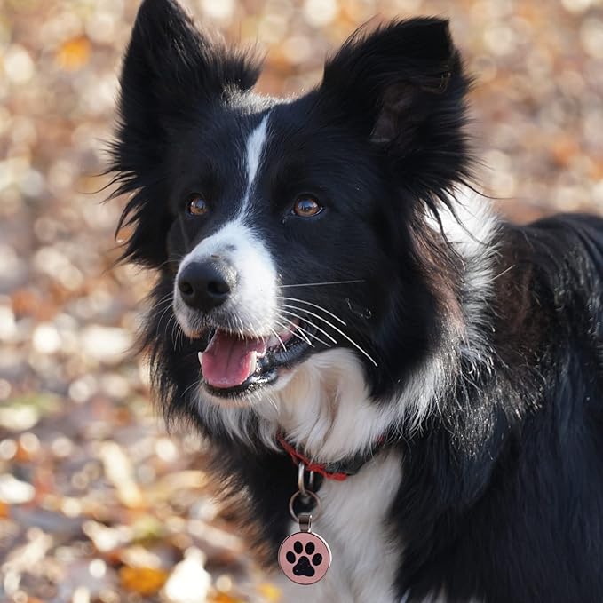 MYLUCKYTAG ID Tags Dog Tags - Pet Online Profile - Scan Receive Instant Location Alert Email