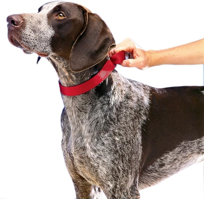 PetSafe Martingale Collar, 3/4" Medium, Red
