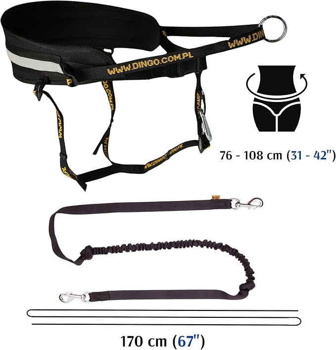 Dingo hands free leash belt for dog walking running hiking, training leash for large dog, bungee leash for medium dog, comfortable adjustable belt for walking with small dog, two snap hooks Z30005
