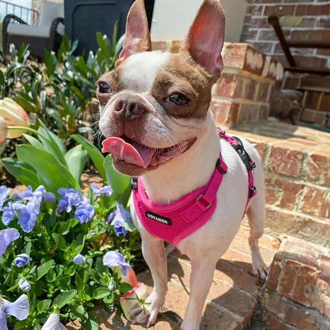 Voyager Step-in Lock Dog Harness w Reflective Dog Leash Combo Set with Neoprene Handle 5ft - Supports Small, Medium and Large Breed Puppies/Cats by Best Pet Supplies - Fuchsia, L