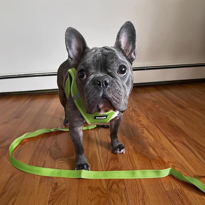 Voyager Reflective Dog Leash with Neoprene Handle, 5ft Long, Supports Small, Medium, and Large Breed Puppies, Cute and Heavy Duty for Walking, Running, and Training - Lime Green (Leash), M
