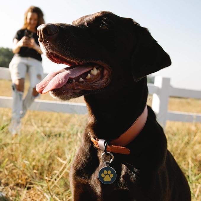 MYLUCKYTAG QR Code Pet ID Tags Dog Tags - Pet Online Profile - Scan QR Receive Instant Pet Location Alert Email