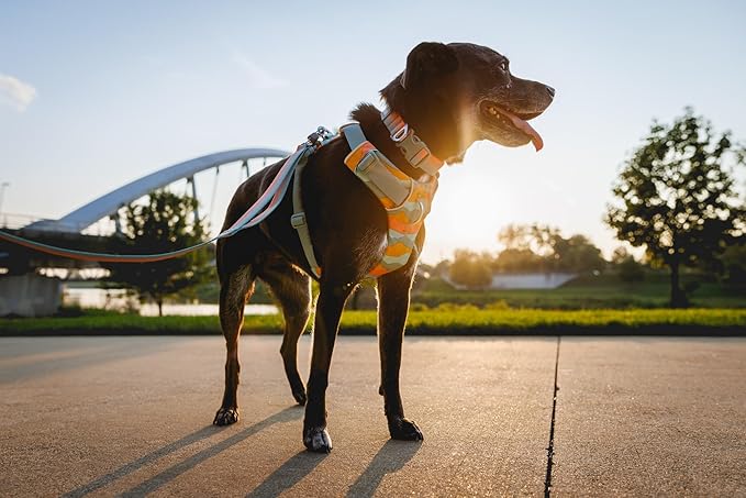 Ruffwear, Front Range Dog Collar, Durable and Comfortable Collar for Everyday Use, Spring Fade, 11"-14"