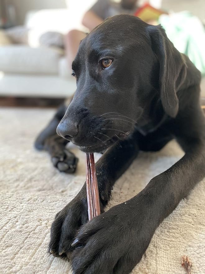 Bully Bunches All Natural 12 Inch Beef Jerky Sticks – Soft and Crunchy Gullet Chews - Odor Free, Rawhide Free, Chemical Free – Safe, Healthy and Nutritious Dog Treats for Light Chewers, 50 Pk