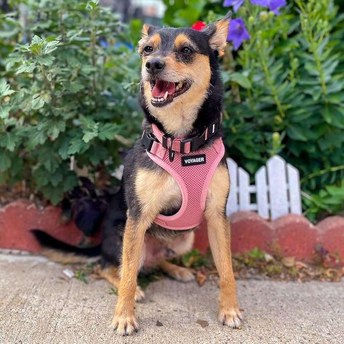Voyager Step-in Lock Dog Harness w Reflective Dog Leash Combo Set with Neoprene Handle 5ft - Supports Small, Medium and Large Breed Puppies/Cats by Best Pet Supplies - Pink, L
