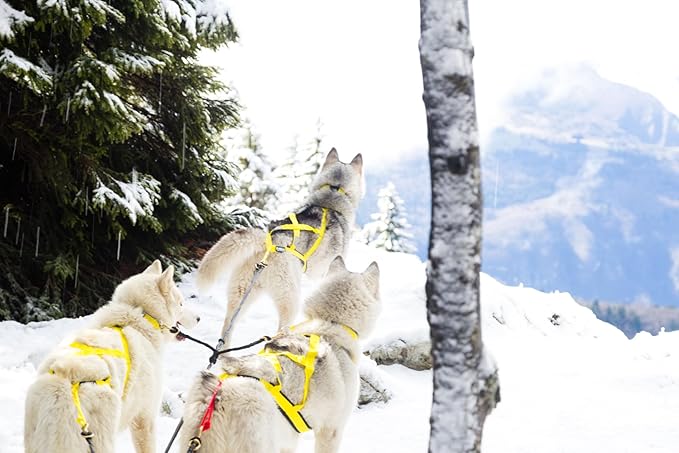 Neewa Sled Pro Harness (XX-Large, Yellow), Dog Pulling Harness, Husky Harness, Mushing Harness, X Back Harness Dog for Dog Exercise, Bikejoring, Skijoring, Dog Sledding, Canicross, Dog Harness