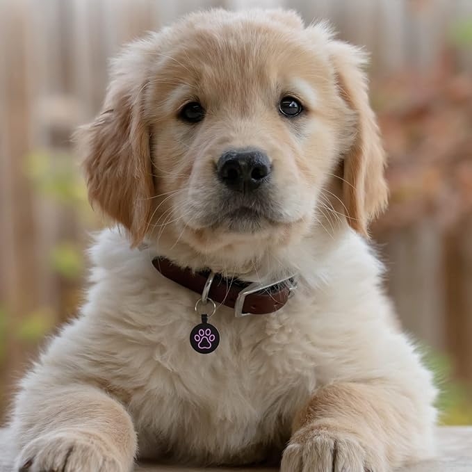 MYLUCKYTAG QR Code Pet ID Tags Dog Tags - Pet Online Profile - Scan QR Receive Instant Pet Location Alert Email