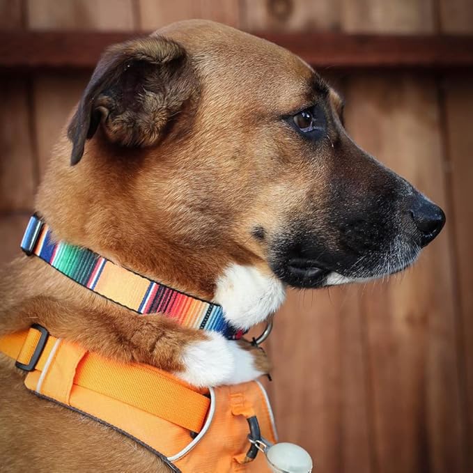 Buckle-Down Seatbelt Buckle Dog Collar - Zarape2 Vertical Multi Color Stripe - 1" Wide - Fits 15-26" Neck - Large