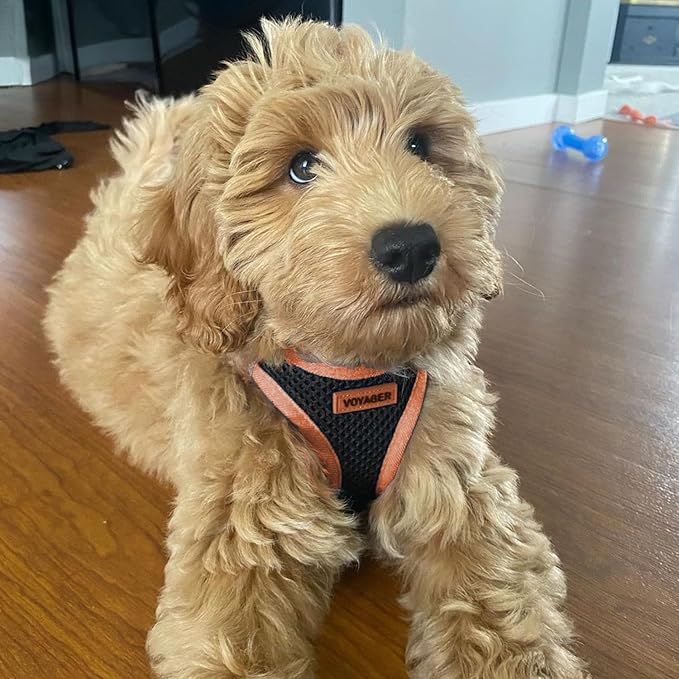 Voyager Step-In Air Dog Harness - All Weather Mesh Step in Vest Harness for Small and Medium Dogs by Best Pet Supplies - Orange, X-Large