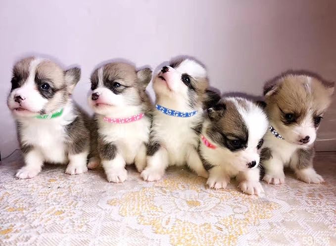 YOY 12 pcs/Set Soft Nylon Puppy Whelping ID Collars - Adjustable Reusable Washable Baby Dog ID Bands Pet Identification for Breeders, Neck 8" - 13"