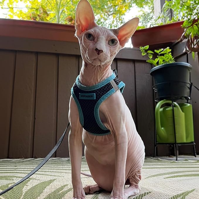 Voyager Step-In Air Dog Harness - All Weather Mesh Step in Vest Harness for Small and Medium Dogs by Best Pet Supplies - Blue Trim, Small