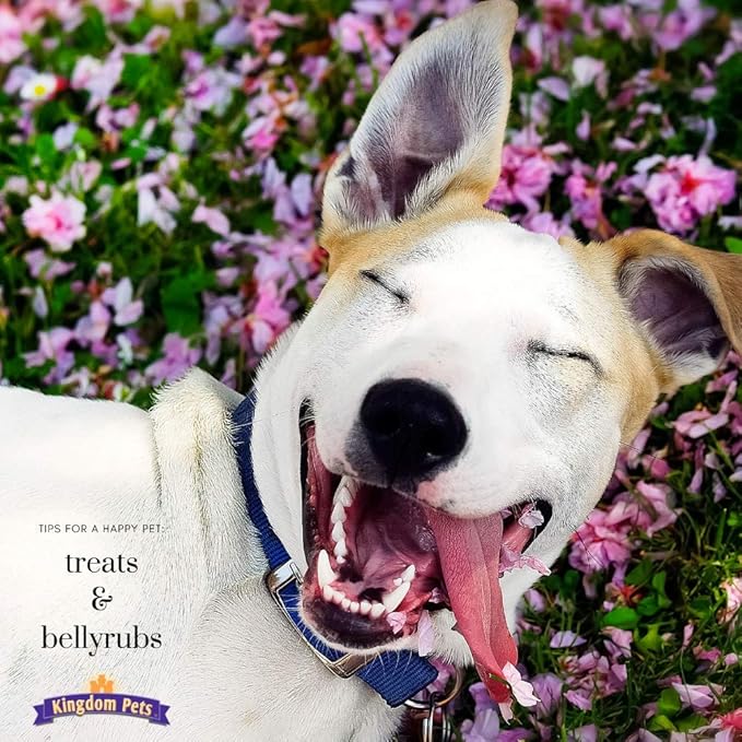 Duck Breast Jerky, Premium Treats for Dogs, 40 oz. Bag