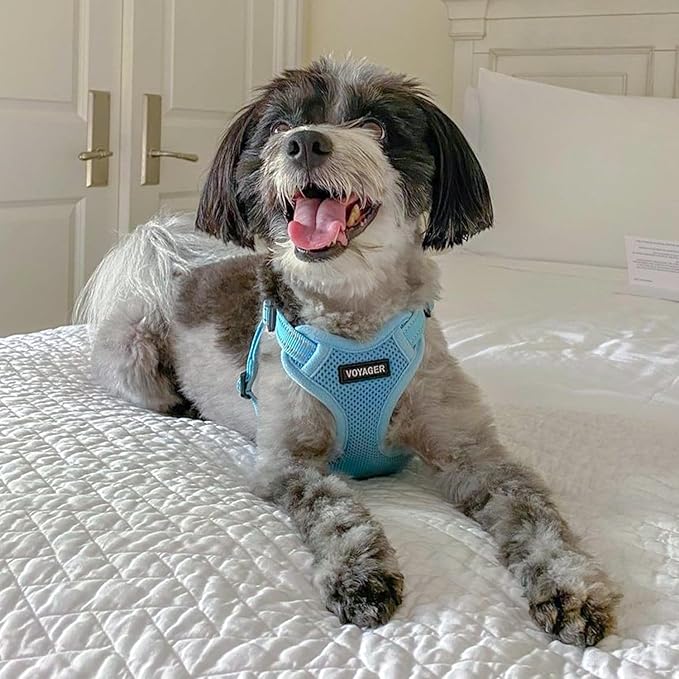 Best Pet Supplies Voyager Adjustable Dog Harness Leash Set with Reflective Stripes for Walking Heavy-Duty Full Body No Pull Vest with Leash D-Ring, Breathable All-Weather - Harness (Baby Blue), L