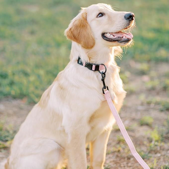 Best Pet Supplies Voyager Reflective Dog Leash with Neoprene Handle, 5ft Long, Supports Small, Medium, and Large Breed Puppies, Cute and Heavy Duty for Walking, Running, and Training - Pink,3/4" x 5ft