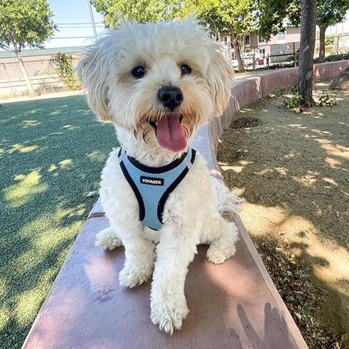 Voyager Step-In Air Dog Harness - All Weather Mesh Step in Vest Harness for Small and Medium Dogs by Best Pet Supplies - Baby Blue Base, M