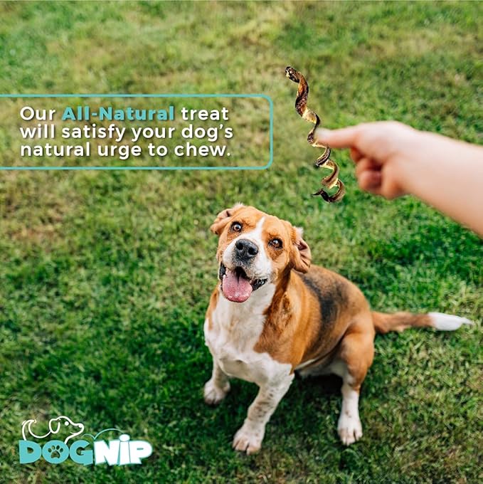 6-Inch Pork Spring Bully Sticks (12 Pack) for Dogs or Puppies - All Natural Porky Spring Bully Pizzle Bone - Best Chew Dental Treats for Small and Medium Breeds