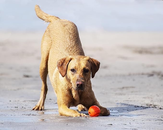 Chuckit! Fetch Toys for Dogs - Whistler, Glow and Rebounce Balls Plus Ultra Fetch Stick