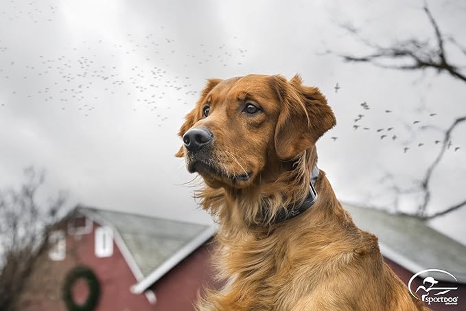 SportDOG Brand Contain + Train Add-A-Dog Collar, Electric Fence Collar, Dog Training Collar