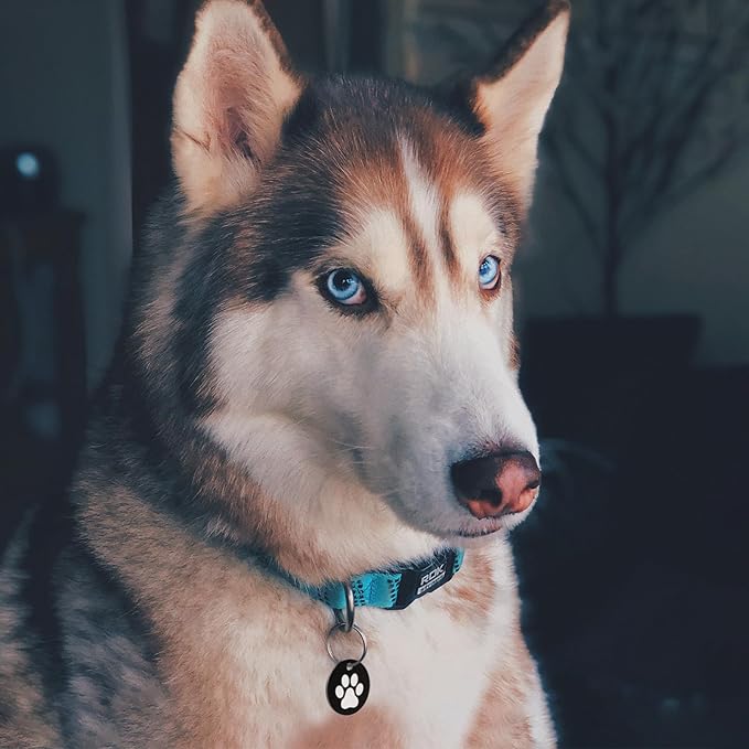 MYLUCKYTAG Stainless Steel QR Code Pet ID Tags Dog Tags - Pet Online Profile - Scan QR Receive Instant Pet Location Alert Email