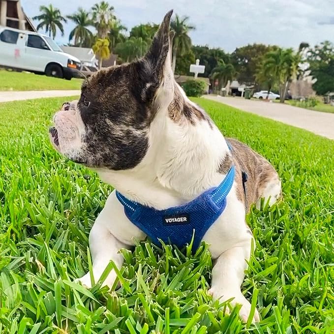 Best Pet Supplies Voyager Adjustable Dog Harness Leash Set with Reflective Stripes for Walking Heavy-Duty Full Body No Pull Vest with Leash D-Ring, Breathable All-Weather - Harness (Royal Blue), S