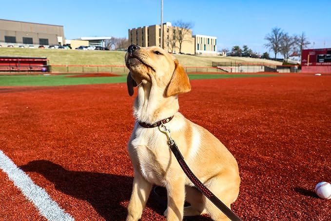 Rawlings | Baseball Stitch Leather Dog Collar | Multiple Sizes | Multiple Colors
