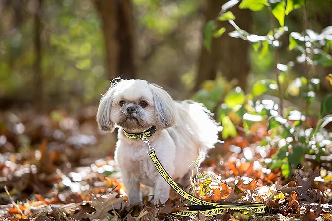 Pets First Collegiate Pet Accessories, Dog Leash, Iowa Hawkeyes, Medium