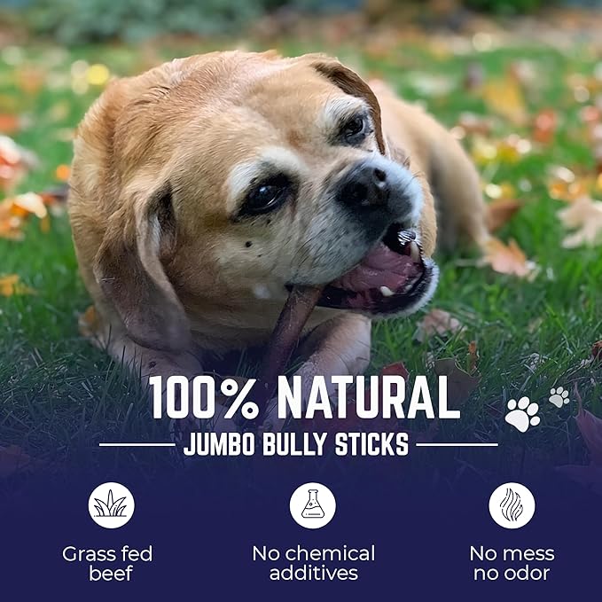 Devil Dog Pet Co. Jumbo Bully Sticks – 12 Inch 6 Pack Chew Treats, 100% All Natural, Free-Range Grass-Fed Beef – Long Lasting & Rawhide Free Bully Stick Dog Chews – Bully Sticks for Dogs