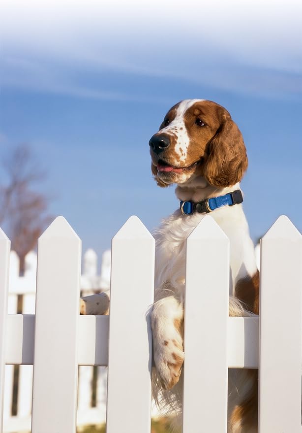 PetSafe KeepSafe Break-Away Collar, Prevent Collar Accidents for your Dog or Puppy, Improve Safety, Compatible with Lead Use, Adjustable Sizes