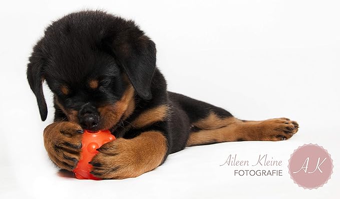Jolly Pets Orange Jolly Jumper Ball Dog Toy 3 in