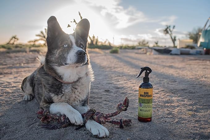 Dog Whisperer Tick + Flea Repellent, All-Natural, Extra Strength, Effective on Dogs and Their People (16 Ounce Spray)