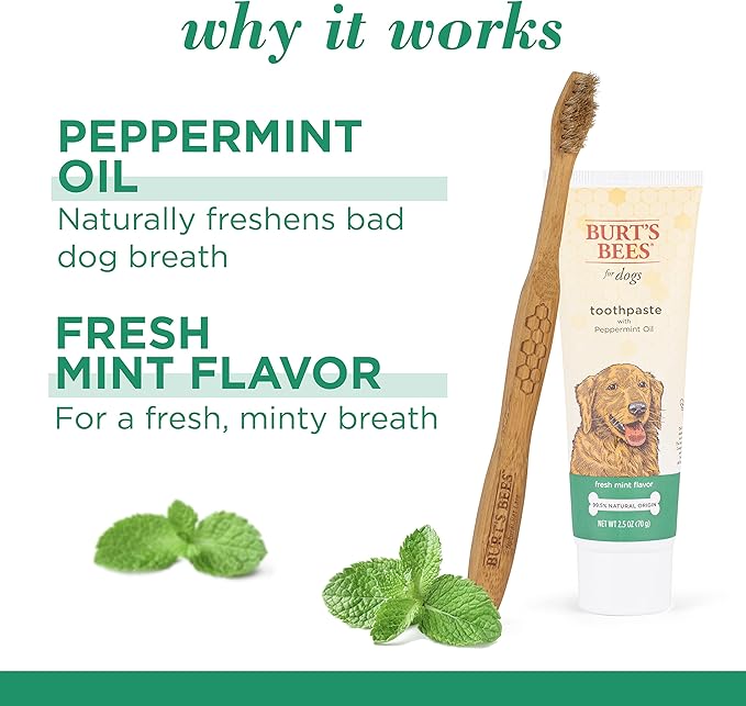 Burt's Bees for Pets Toothpaste with Honeysuckle and Peppermint Oil, in Fresh Mint Flavor - Dog Toothpaste Mint Flavor with 99.5% Naturally Derived Formula, Best Dog Toothpaste, 2.5 oz