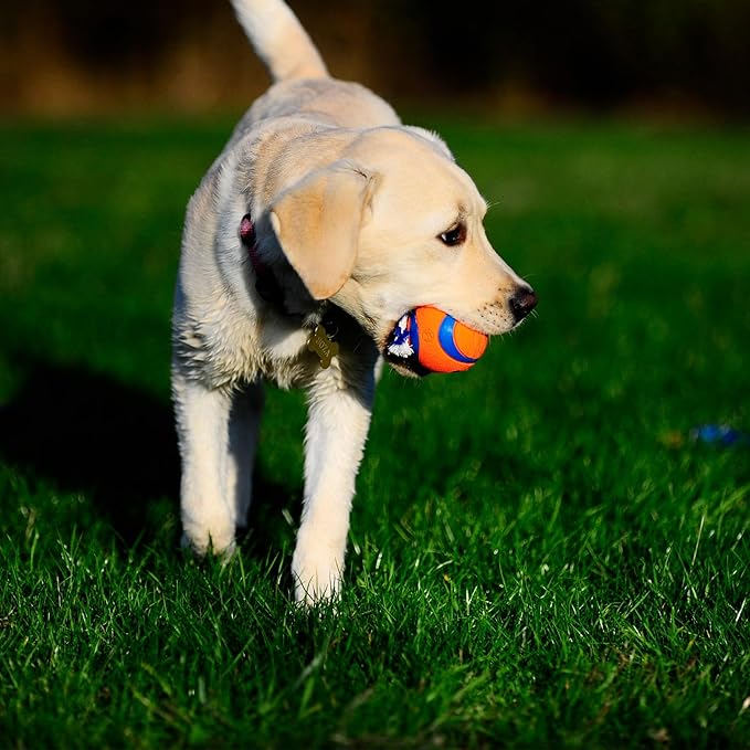 Chuckit Ultra Toss Dog Toy, Small Indoor and Outdoor Dog Toy for Dogs 0-20 Pounds