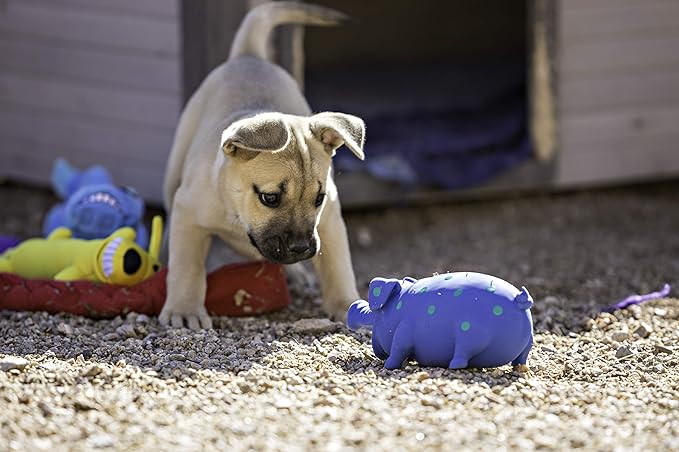 Multipet's 9-Inch Latex Polka Dot Globlet Pig Dog Toy, Assorted Colors