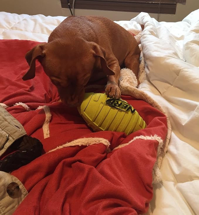 Nerf Dog Rubber Football Dog Toy with Squeaker, Lightweight, Durable and Water Resistant, 7 Inch Diameter for Medium/Large Breeds, Single Unit, Green, Model:6997
