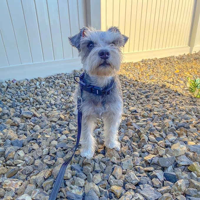 Voyager Reflective Dog Leash with Neoprene Handle, 5ft Long, Supports Small, Medium, and Large Breed Puppies, Cute and Heavy Duty for Walking, Running, and Training - Blue (Leash), L