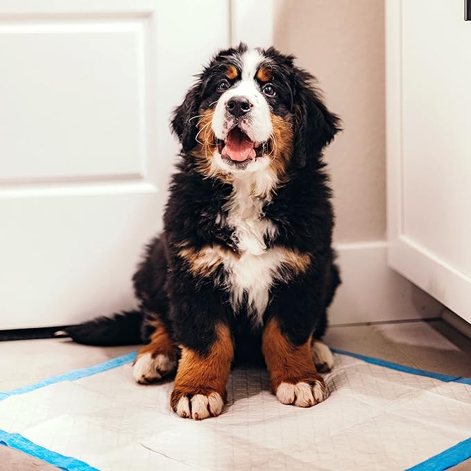 Four Paws Wee-Wee Superior Performance Pee Pads for Dogs of All Sizes, Leak-Proof Floor Protection Dog & Puppy Quilted Potty Training Pads, Unscented, 22" x 23" (10 Count)