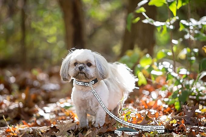 NFL PET Leash, Small, New York JetsDog Leash, Football Team Leash for Dogs & Cats. A Shiny & Colorful Dog & Cat Leash with Embroidered Team Name/Logo Licensed by the NFL