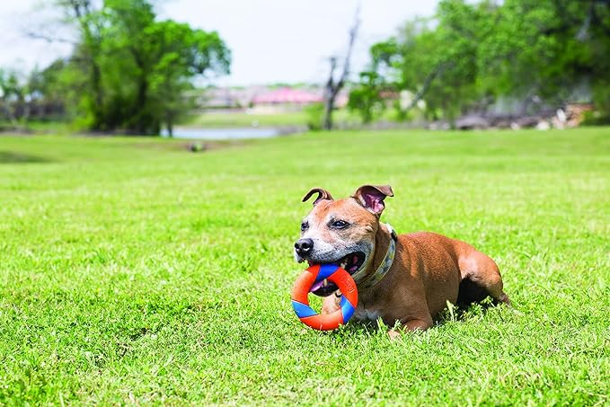 Chuckit! UltraRing Fetch and Chase Outdoor Dog Toy All Breeds