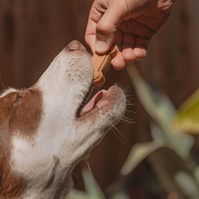 Cooper's Treats Dog Popsicle Mix - Jar of Frozen Dog Treat Mix (Grain Free Turkey and Cinnamon)