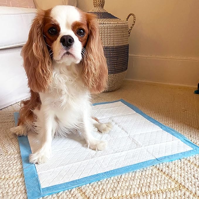 Four Paws Wee-Wee Odor Control with Febreze Freshness Pee Pads for Dogs of All Sizes, Leak-Proof Floor Protection Dog & Puppy Quilted Potty Training Pads, Spring Fresh Scent, 22" x 23" (150 Count)