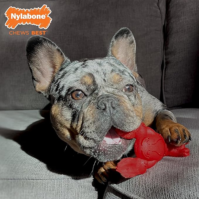 Nylabone Lobster Dog Toy Power Chew – Cute Dog Toys for Aggressive Chewers – with a Funny Twist! Filet Mignon Flavor, Small/Regular