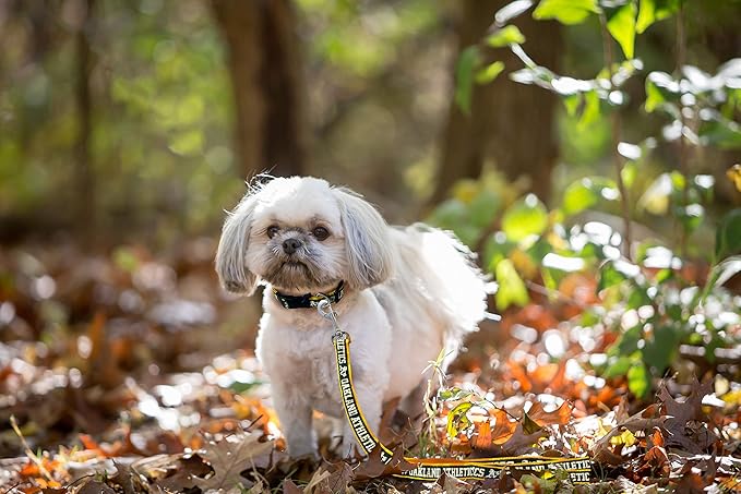 MLB PET Leash, Small, Oakland Athletics Dog Leash, Baseball Team Leash for Dogs & Cats. A Shiny & Colorful Dog & Cat Leash with Emboridered Team Name/Logo Licensed by the MLB