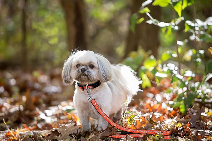 MLB PET Leash, Small, Baltimore Orioles Dog Leash, Baseball Team Leash for Dogs & Cats. A Shiny & Colorful Dog & Cat Leash with Emboridered Team Name/Logo Licensed by the MLB
